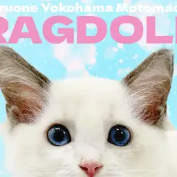 【 ラグドール 】青い瞳のぬいぐるみキャットが横浜元町にやってきた！