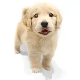 ゴールデンレトリバー