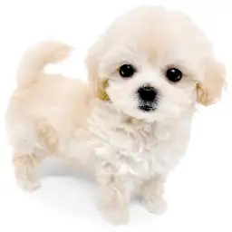 MIX（マルチーズ×トイプードル）