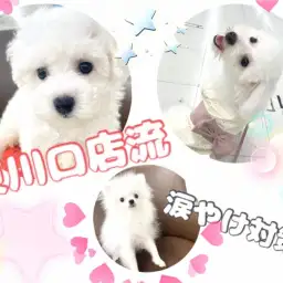 【 涙やけ対策 】可愛い我が子の清潔を保つ誰でも簡単にできる涙やけケアをご紹介!