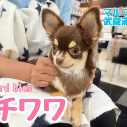 【 チワワ 】大人気チョコレートタンカラーの女の子！お利口さんに成長中
