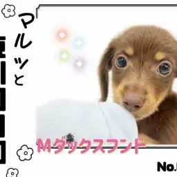【 マルっと東川口日和No.60 】可愛い仕草に胸キュン必須のダックスちゃん！