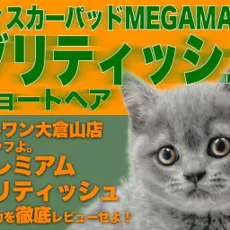 【 ブリティッシュショートヘア 】容姿・性格二重丸！大倉山のプレミアムニャンコ！