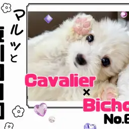 【 マルっと東川口日和No.67 】短めマズルの癒し系キャバション登場！