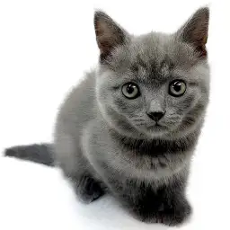 ブリティッシュショートヘア