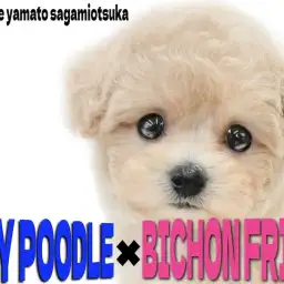 【 MIX 】癒しと可愛さの最前線！プードルとビションのミックス、ビションプー！