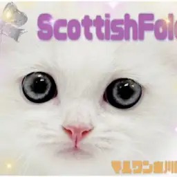 【 スコティッシュフォールド 】レアカラーと唯一無二の模様に注目！困り顔スコ到来