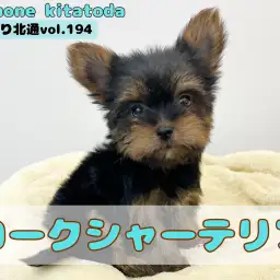 【 ほっこり北通vol.194 】埼玉県に手乗りサイズのミニマムヨーキー登場!