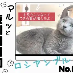 【 マルっと東川口日和No.61 】生後5ヶ月の成長記録！優秀なロシくん！