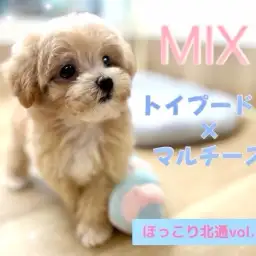 【 ほっこり北通vol.206 】カフェラテ色のMIX犬プーマルちゃん入店!