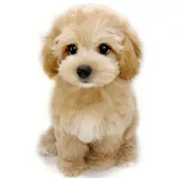 MIX（マルチーズ×トイプードル）