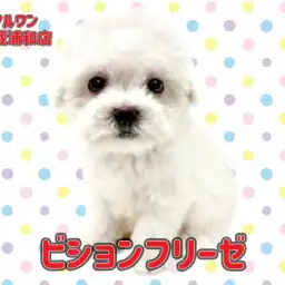 【 ビションフリーゼ 】大きな瞳をもった純白の天使が埼玉浦和に登場!