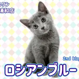 【 ロシアンブルー 】 輝く瞳と美しい毛色をもつ甘えん坊な女の子！