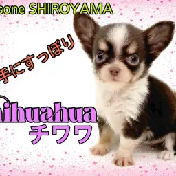 【 チワワ 】1年に1度の逸材!可愛すぎるチョコタン&ホワイトの小さな女の子