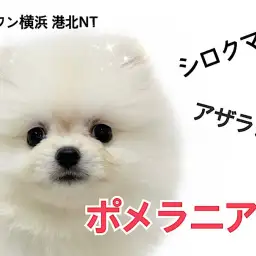 【 ポメラニアン 】シロクマ？アザラシ？爆毛クリームポメちゃんが仲間入り！
