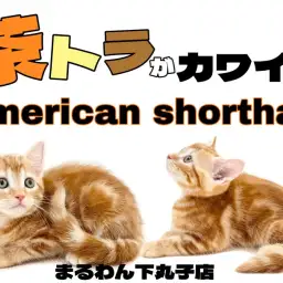 【 アメリカンショートヘア 】茶トラ猫が好きな方必見！ 優しい表情の女の子！