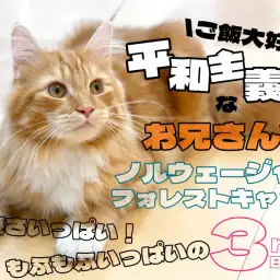 【 ノルウェージャン 】子どもにも犬猫にも優しい包容力溢れる人好き全開癒し猫