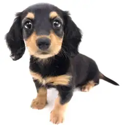 ミニチュア・ダックスフント