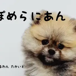 【 ポメラニアン 】これぞタヌキ顔！とっても可愛い個性派ポメラニアン登場！！