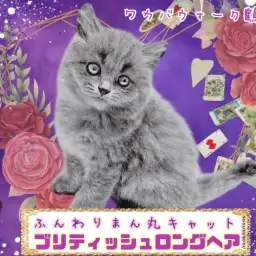 【 ブリティッシュロングヘア 】おとぎ話のモデル猫!珍しいロングヘアブリちゃん