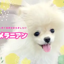 【 ポメラニアン 】猿期を迎えた志村坂下店のポメちゃん！貴重な姿をご覧あれ！