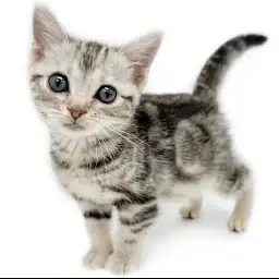 アメリカンショートヘア