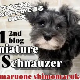 【 ミニチュアシュナウザー 】仰向け抱っこで心まで預けてくれる相棒犬が大田区に！