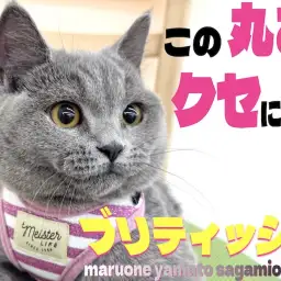 【 ブリティッシュ 】ずっと一緒に居たくなる！むっちりボディに詰まった可愛らしさ