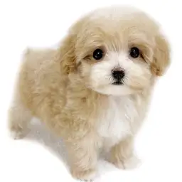 MIX（トイプードル×マルチーズ）