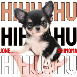 【 チワワ 】甘えん坊担当はお任せあれ！優しく寄り添う懐っこい小さめな女の子！