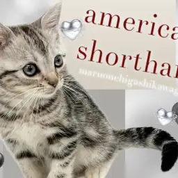 【 アメリカンショートヘア 】誰もが知る人気者！美しい模様に惚れ惚れする人続出！