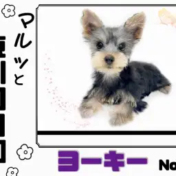 【 マルっと東川口日和No.59 】カットされて更に可愛くなったヨーキーちゃん!