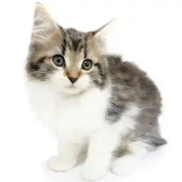 ノルウェージャンフォレストキャット