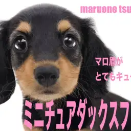 【 ミニチュアダックスフント 】艷やかなブラック＆タンカラーの女の子！！