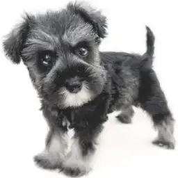 ミニチュア・シュナウザー