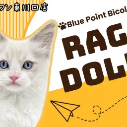 【 ラグドール 】人慣れ抜群！美しさを極めたラグちゃんが仲間入り！