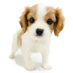 キャバリア・キングチャールズ・スパニエル