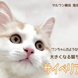 【 サイベリアン 】お友だち大好き!ワンちゃんのように人懐こく成長中!