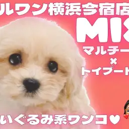 【 MIX マルプー 】マルチーズとトイプードルのMIX！目ヂカラ最強の女の子！