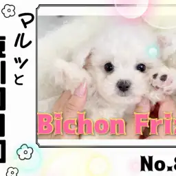 【 マルっと東川口日和No.80 】愛されボディのミニビション到来!