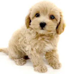 MIX（トイプードル×マルチーズ）