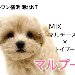 【 MIX 】マルチーズとトイプードルの遺伝子！癒し系マルプー