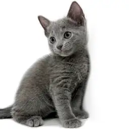 ロシアンブルー