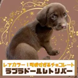 【 ラブラドール・レトリバー 】珍しいチョコカラーの女の子がやってきた！