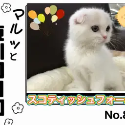 【 マルっと東川口日和No.81 】食欲・元気オールパーフェクトなスコちゃん！