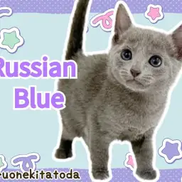 【 ロシアンブルー 】最高の肌触り！美形で甘えん坊なパーフェクトにゃんこ登場！