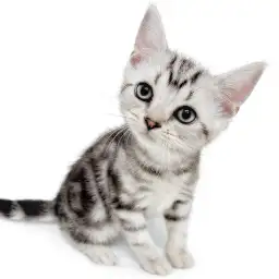 アメリカンショートヘア