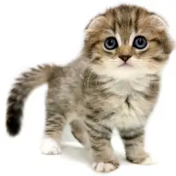 スコティッシュフォールド