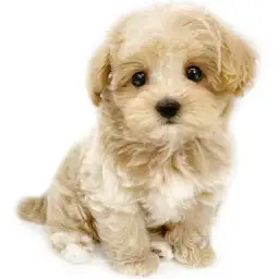 MIX（マルチーズ×トイプードル）