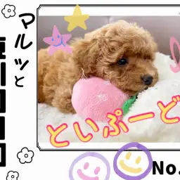 【 マルっと東川口日和No.82 】新しいものにドキドキなトイプーちゃん!